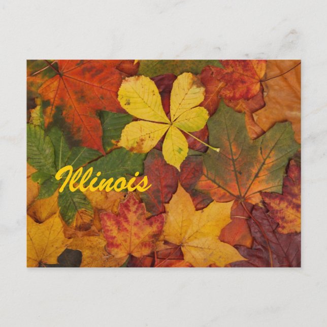 Illinois Autumn deja su postal (Anverso)