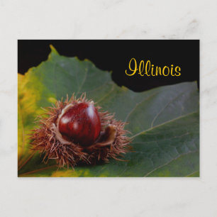 Illinois, Hoja De Otoño Con Postales De Tuerca