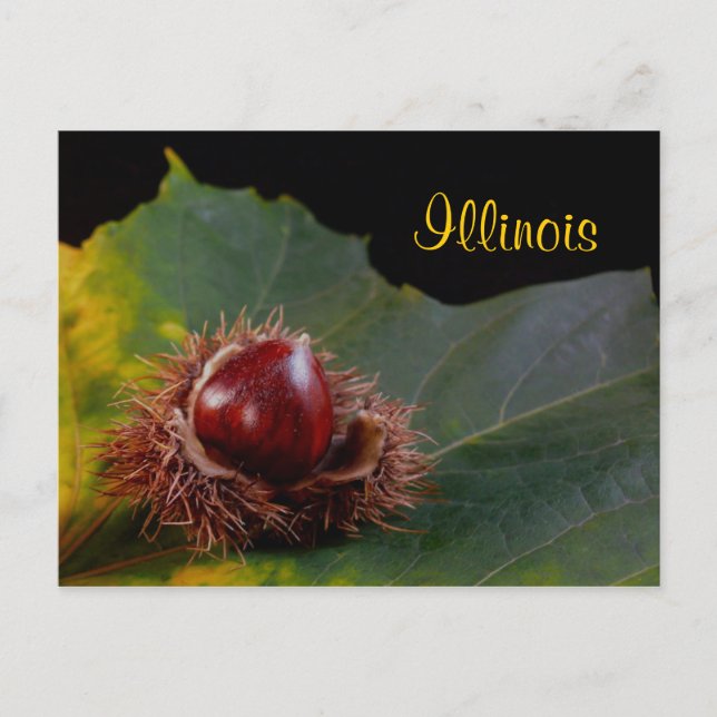 Illinois, Hoja De Otoño Con Postales De Tuerca (Anverso)