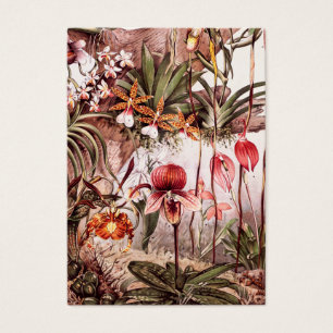 Ilustracion 1911 de la variedad de la flor de la