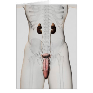 ilustracion 3D Del Sistema Reproductivo Masculino