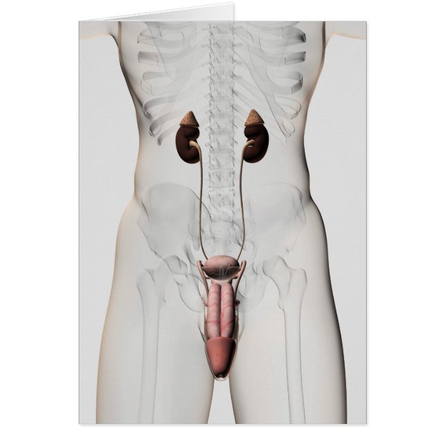 ilustracion 3D Del Sistema Reproductivo Masculino  (Frente)