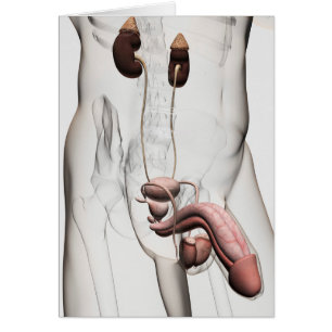 ilustracion 3D Del Sistema Reproductivo Masculino