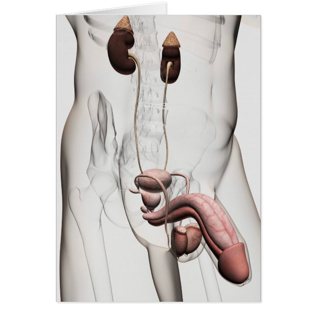 ilustracion 3D Del Sistema Reproductivo Masculino  (Frente)