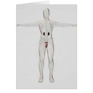 ilustracion 3D Del Sistema Reproductivo Masculino