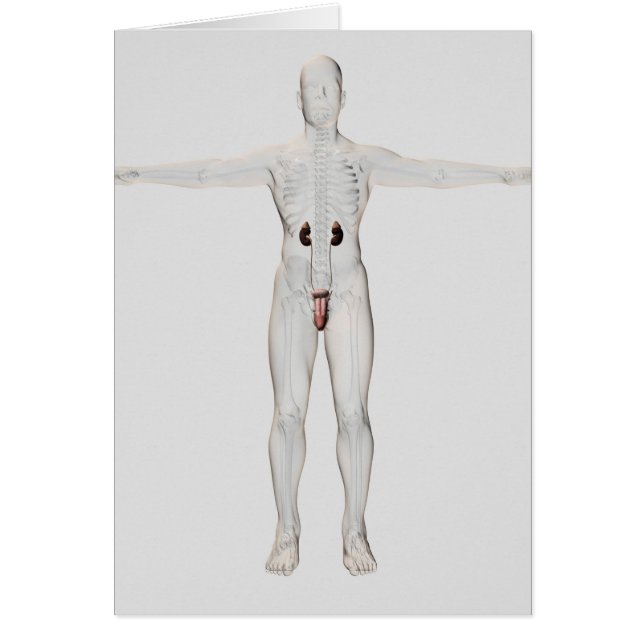 ilustracion 3D Del Sistema Reproductivo Masculino  (Frente)
