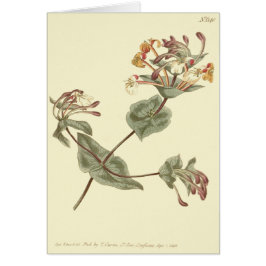 Ilustracion amarillo honeysuckle