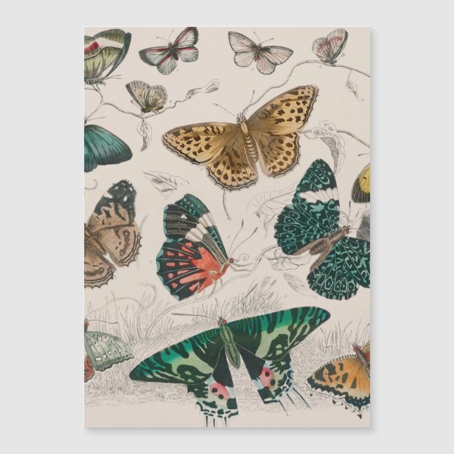 Ilustración antigua de mariposa: Orfebre de 1820 (Anverso)