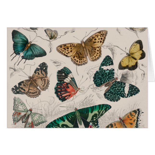 Ilustración antigua de mariposa: Orfebre de 1820 (Anverso (Horizontal))