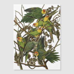 Ilustracion Audubon Carolina Parrot Bird