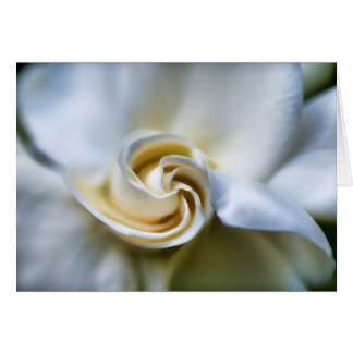 Ilustracion blanco del Gardenia