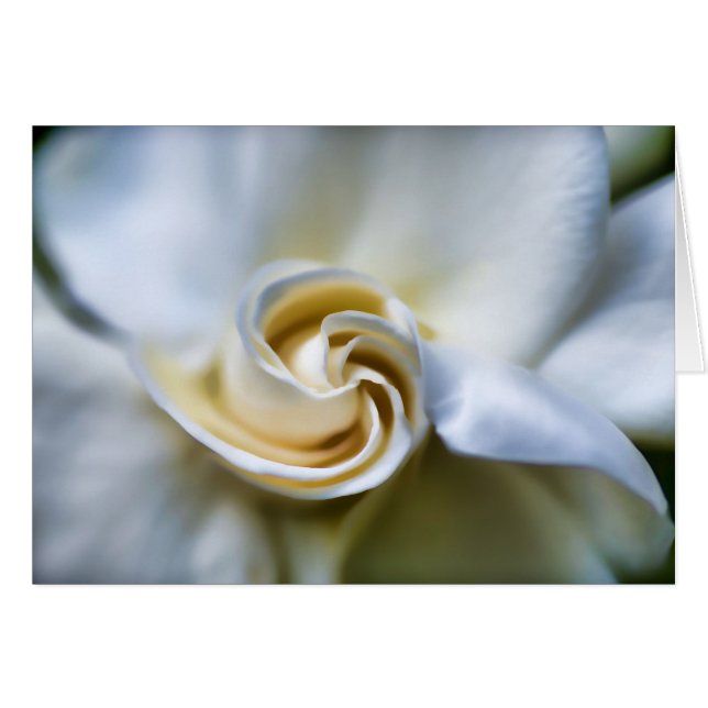Ilustracion blanco del Gardenia (Anverso (Horizontal))
