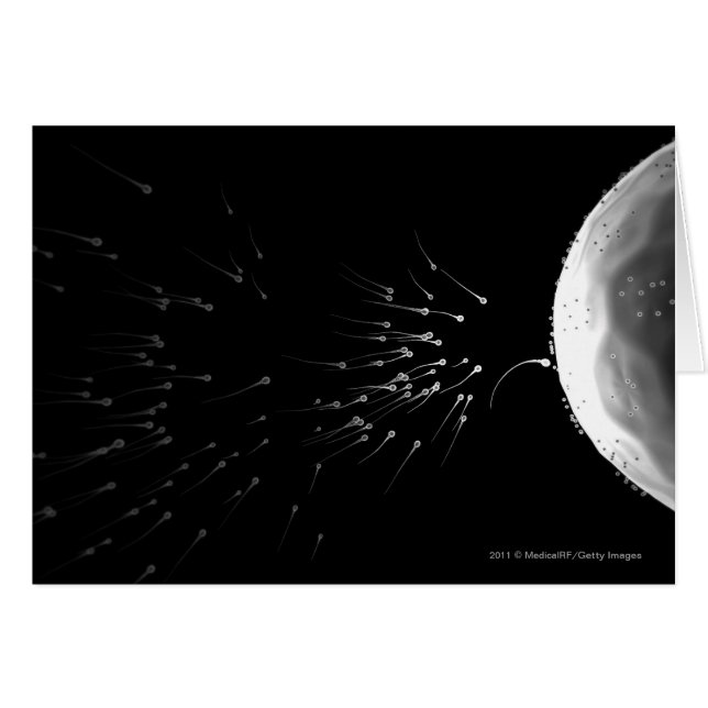 Ilustracion blanco y negro de la fertilización (Anverso (Horizontal))