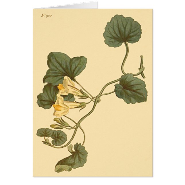 Ilustración botánica de dragón bocas de hoja de co (Frente)