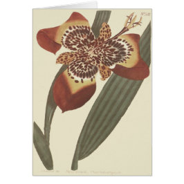 Ilustración Botánica de Flor de Tigre