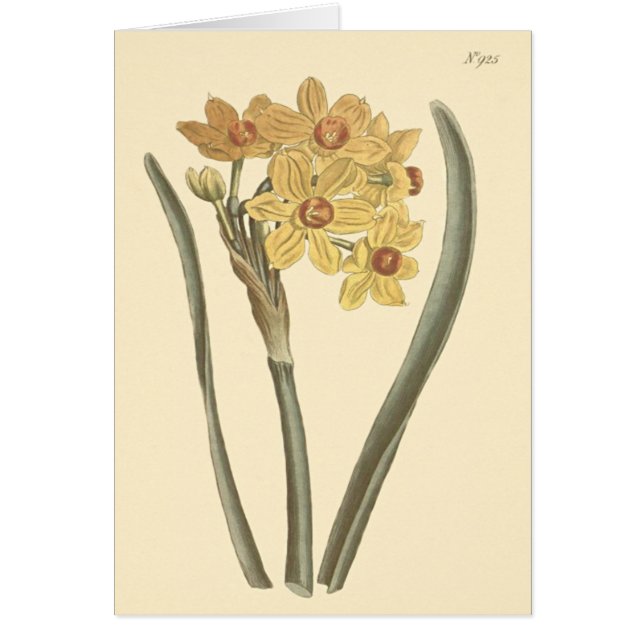 Ilustración Botánica de Narciso Polyanthus (Frente)