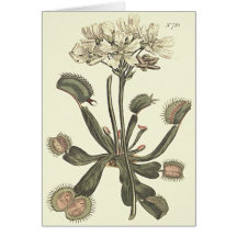Ilustración botánica de Venus Flytrap