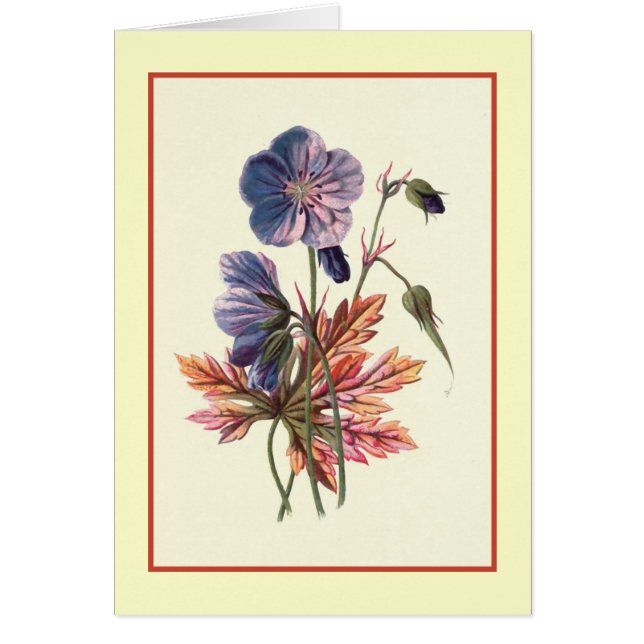 "Ilustracion botánico de Cranesbill del prado" (Frente)