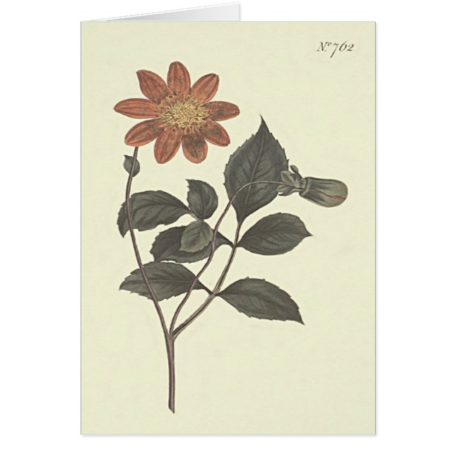 Ilustracion botánico de Dahlia con flores de cartó (Frente)