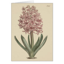 Ilustracion botánico de Garden Hyacinth