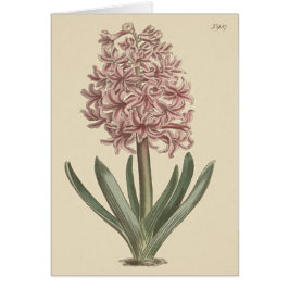Ilustracion botánico de Garden Hyacinth