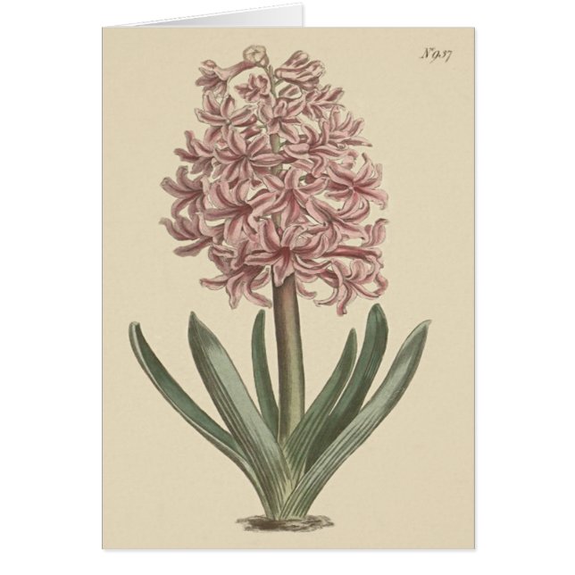 Ilustracion botánico de Garden Hyacinth (Frente)
