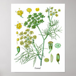 Ilustracion Botánico Fennel Herb Decoración de coc
