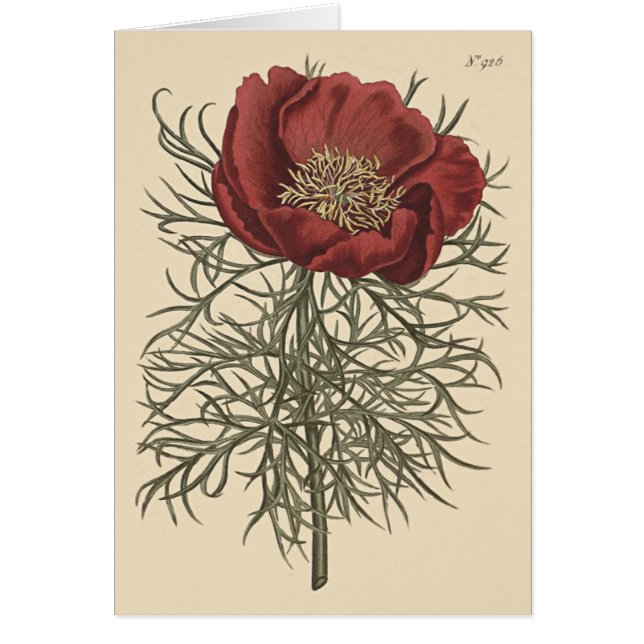 Ilustracion Botánico Peony de Gran Salto (Frente)