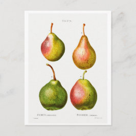 ILUSTRACION BOTÁNICO REDOUTÉ DE LA TARJETA POSTAL 