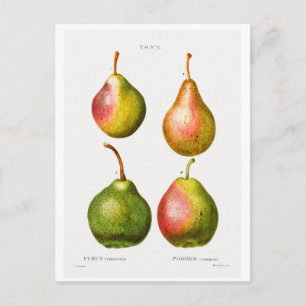ILUSTRACION BOTÁNICO REDOUTÉ DE LA TARJETA POSTAL 