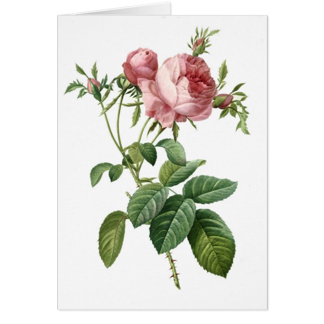 Ilustracion botánico rosa rosa rosa rosa rosado, R (Frente)