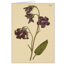 Ilustracion botánico Sage Leaved Bellflower