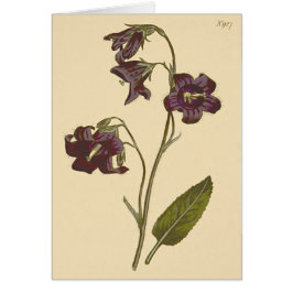 Ilustracion botánico Sage Leaved Bellflower