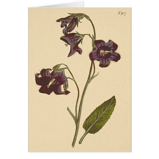 Ilustracion botánico Sage Leaved Bellflower (Frente)