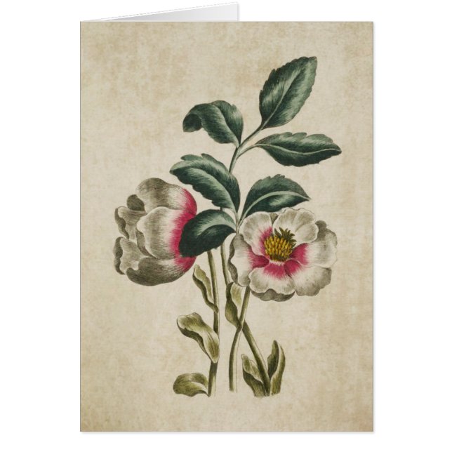 Ilustracion Botánico Vintage Floral Hellebore (Frente)