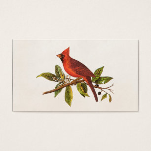 Ilustracion cardinal del pájaro de la canción de