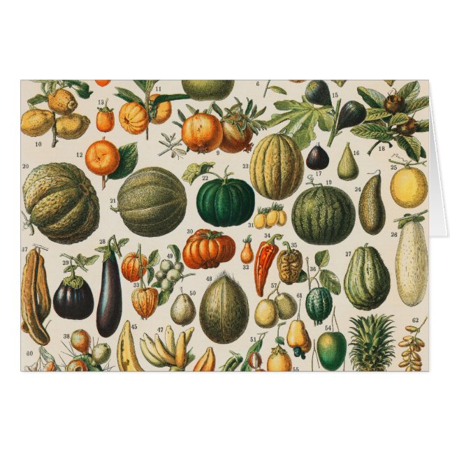 Ilustracion científico botánico de frutas (Anverso (Horizontal))