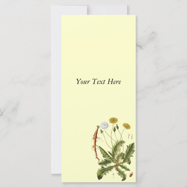 Ilustracion Dandelion de época (Anverso)