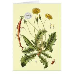 Ilustracion Dandelion de época