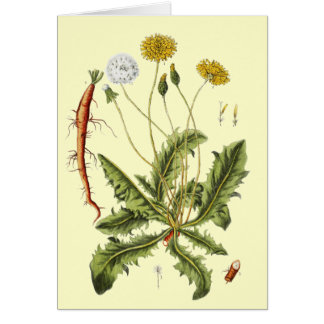Ilustracion Dandelion de época