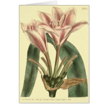 Ilustración de Amarilis de Hoja Larga