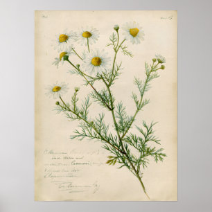 Ilustración de arte botánico de manzanilla vintage