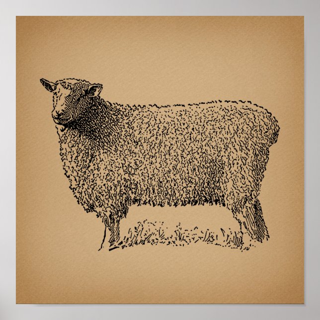 Ilustracion de Arte de Oveja Clásico Animal de gra (Frente)
