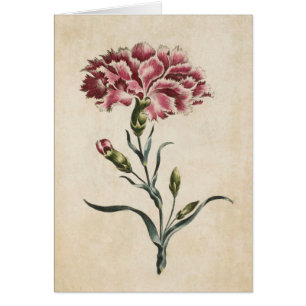 Ilustracion de Carnación Botánica Floral Vintage