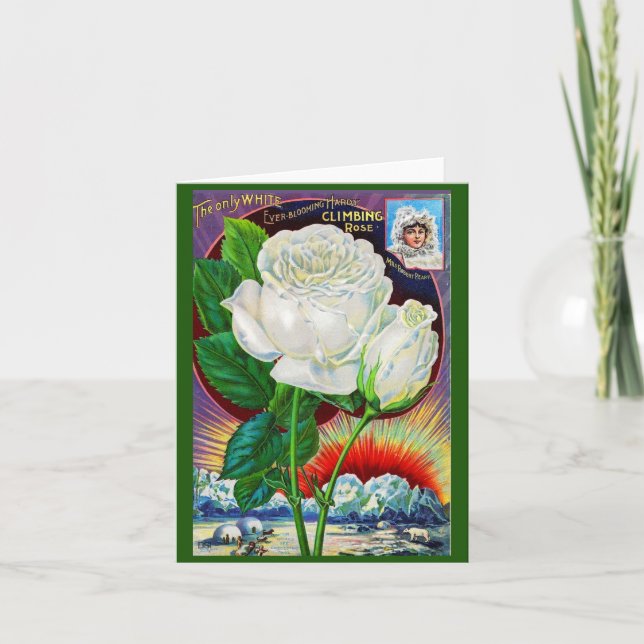 ilustracion de catálogo rosa de los años 1890 (Anverso)