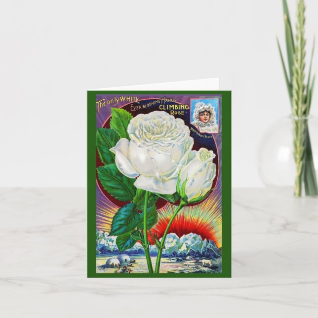 ilustracion de catálogo rosa de los años 1890 Whit (Anverso)