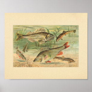 Ilustracion de color de la impresión de peces de e