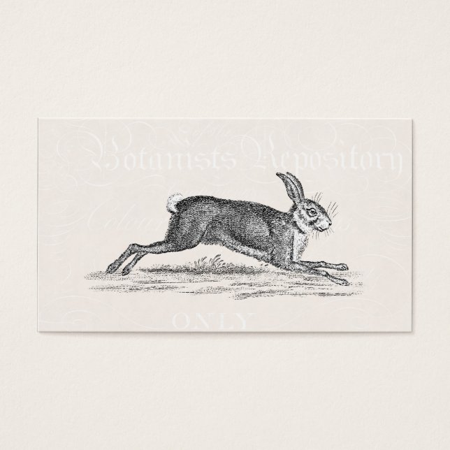 Ilustracion de conejo conejo de liebre veneciana - (Frente)