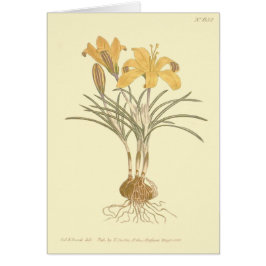 Ilustración de Crocus de Tela de Oro