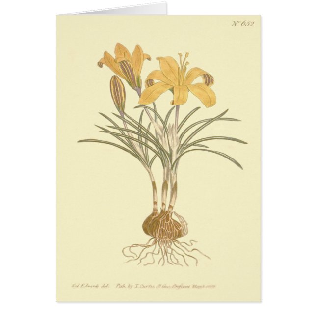 Ilustración de Crocus de Tela de Oro (Frente)